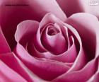 Detail of a beautiful pink rose