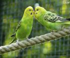 Two Australian parakeets