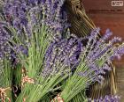 A basket full of beautiful and aromatic lavender bouquets