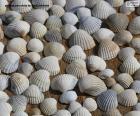 Sea shells puzzle