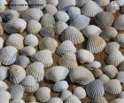 Sea shells