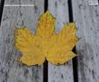 Yellowish leaf in autumn
