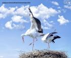 Two Storks in the Nest