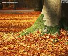 Autumn leaves on the ground, next to a tree with moss at its base