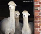 Three Alpacas