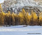 A beautiful picture of a forest in winter