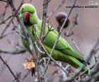 A green parrot with red poico observed from the top of a tree