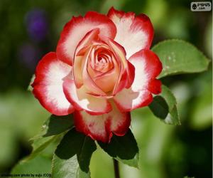 Red and white Rose puzzle