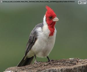 Red-crested cardinal puzzle