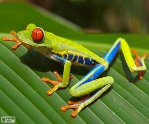 Red-eyed tree frog puzzle