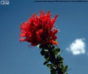Red flower of Ocotillo puzzle