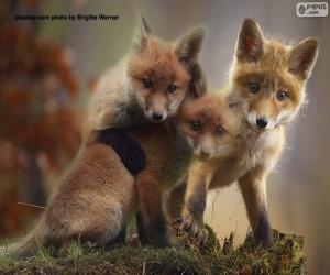 Red fox cubs puzzle