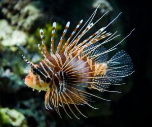 Red lionfish puzzle