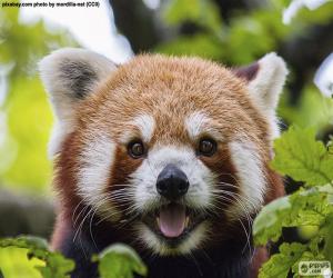 Red panda face puzzle