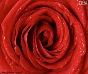 Red Rose detail puzzle