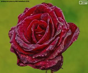 Red Rose puzzle