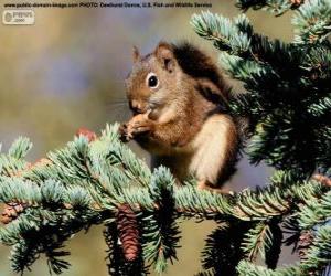 Red squirrel on a tree puzzle