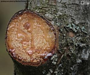 Resin of a pine puzzle