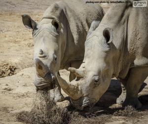 Rhino eating puzzle