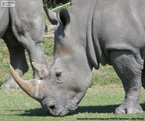 Rhino head puzzle