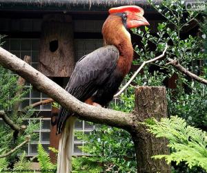 Rhinoceros Hornbill puzzle