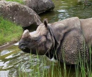 Rhinoceros, rhino puzzle