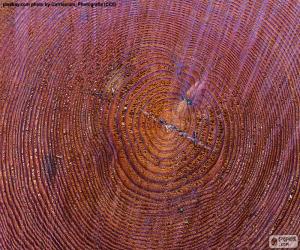 Rings of a tree trunk puzzle