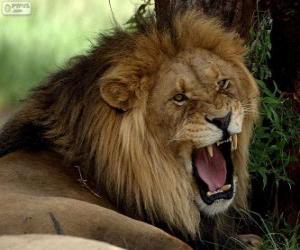 Roaring Lion puzzle