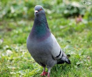 Rock Pigeon puzzle