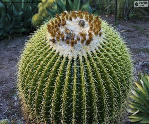 Round cactus puzzle