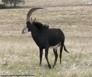 Sable antelope puzzle