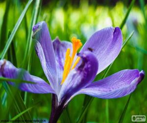 Saffron flower puzzle