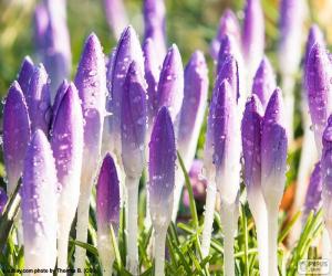 Saffron flowers puzzle