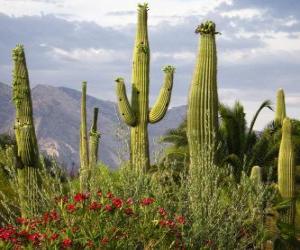 Saguaro Cactus puzzle