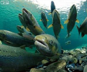 Salmon in the river puzzle