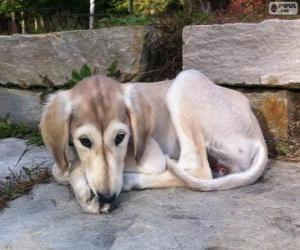 Saluki puppy puzzle