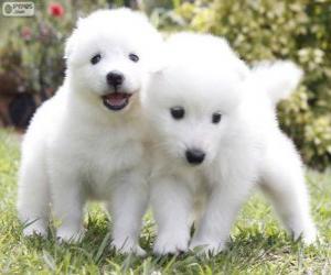 Samoyed puppies puzzle