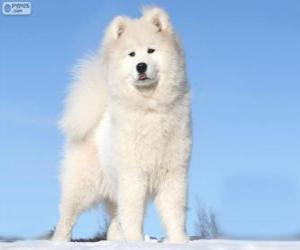 Samoyed puzzle