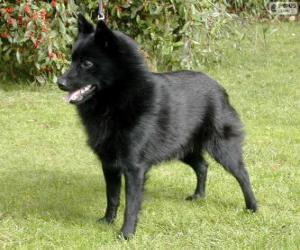 Schipperke puzzle