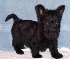 Scottish Terrier puppy puzzle