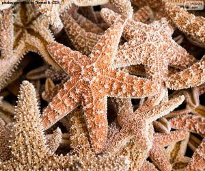 Sea stars puzzle