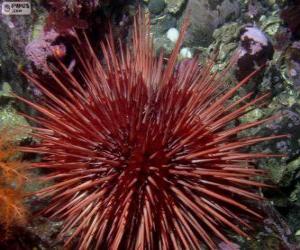 Sea Urchin puzzle