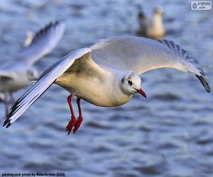 Seagull flying puzzle