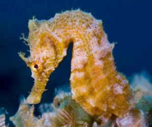 Seahorse puzzle