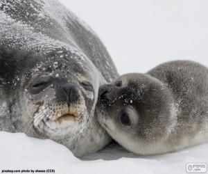 Seal and her pup puzzle