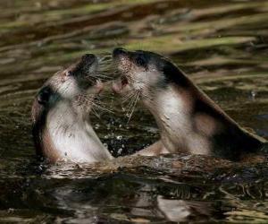 Seals in the water puzzle