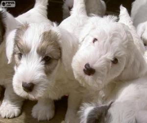 Sealyham Terrier puppies puzzle