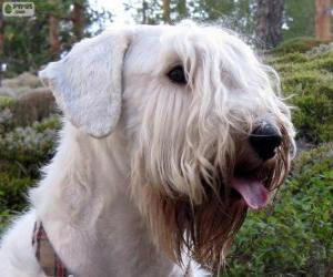 Sealyham terrier puzzle