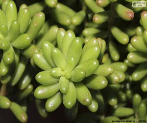 Sedum rubrotinctum puzzle