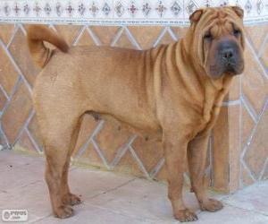 Shar Pei, Chinese race puzzle